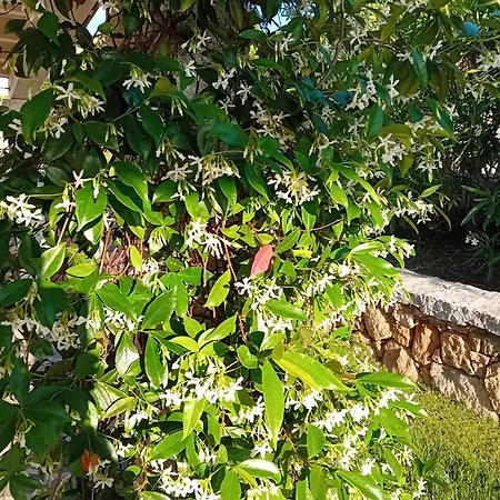 Privata Lux Con Piscina San Teodoro Porto Ottiolu