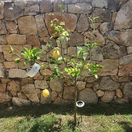 Villa Privata Lux Con Piscina San Teodoro